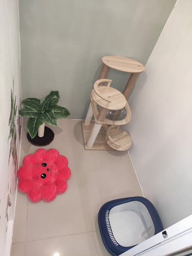 โรงแรมแมว Lamood cat hotel รับฝากแมวโซนบ้านสวน ชลบุรี